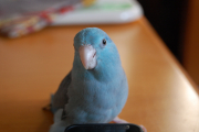 1歳の頃
