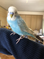 鼻が少し紫がかった青色です