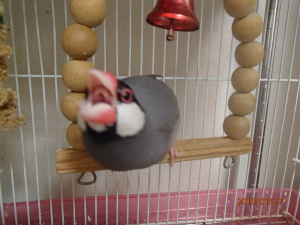 初めての文鳥ちゅん5歳です。