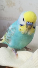 ロコ