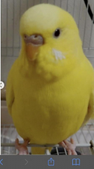 ピッピ