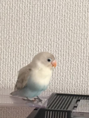 幼い時の写真です