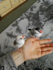 マメ君とゆきちゃん