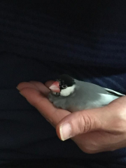 2年くらい前の写真です、いつも手のひらに乗ります。