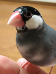 頭やアゴのあたりが白い毛も混じり、ごま塩です。アゴはお髭みたいです。
