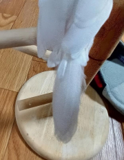 尾の毛も少なくなりました