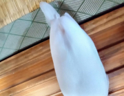 角度によってはあまり目立ちません