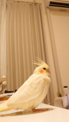モカです