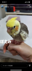 元気なぽえみ
