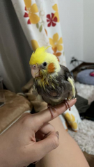 ブドウ糖だけ摂取中のぽえみ