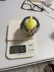 吐く前日のぽえみ