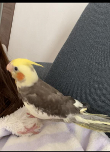 寄り添ってくれるぽえみ