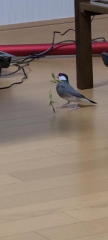 その荒鳥文鳥さんです