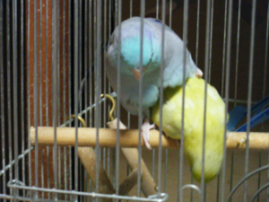 あやとえろえろ