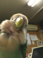 息を拭いても動じないインコって&hellip;。