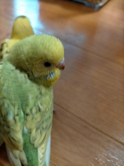 連れて帰ってきた日です