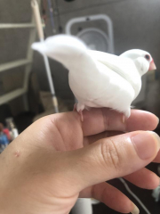 うちのこのお尻です