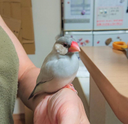 シルバー文鳥のむつき