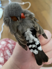 今日の朝出してあげると少し動き回ったあと寝てしまいました&hellip;