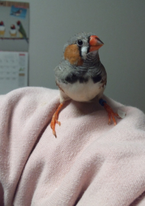大分腕に乗れるようになってきてます