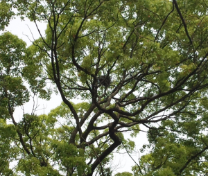 隣の木にも　こちらは空き家か留守か