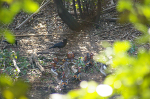 カラスとオシドリ達のえさ場をめぐる攻防