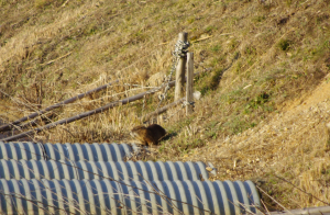 カピバラに似てるよね