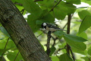 シジュウカラ　♂