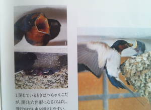 野鳥の会　消えゆくツバメより