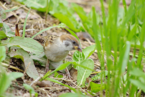 スズメの巣立ち雛が「何ちてるの？」