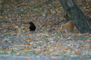 色んなとこに載せてますが…カラスの肝試し