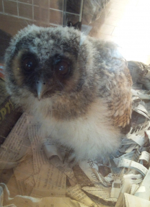 オオフクロウ　ひなっこ