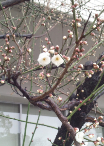 桜はまだかいな