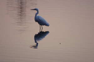 ダイサギ　最近夕暮れの鳥を撮ってしまう