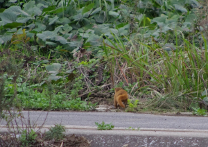 イタチ、発見