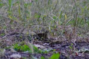 クロジ　頭央線が