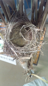 オオヨシキリの巣