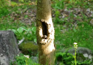 雛はいたのかな