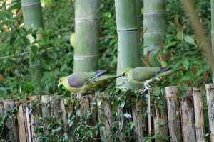 ♂と♀