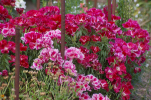 花花