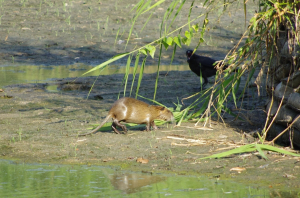 カラスもびっくり