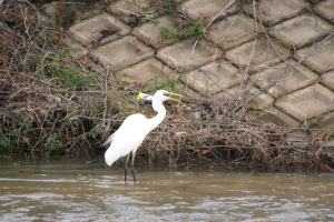 いえ、食べてます