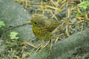 コマドリの雛　可愛かった〜