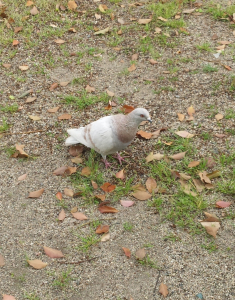 志願してきた美人モデル・・・は換羽中