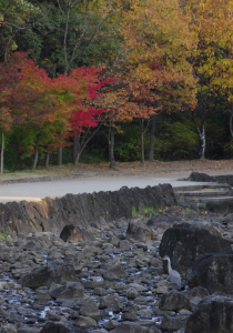 アオサギも紅葉を愛で