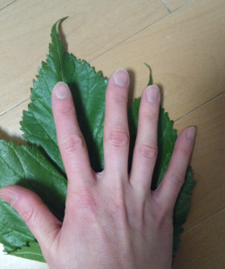 桑の葉、でかっ