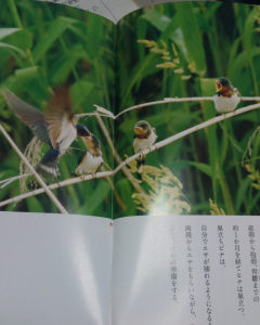 「消えゆくツバメ」の1ページです