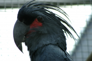 ベルリン動物園　ヤシオウム