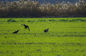 横取りを目論むカラスにミサゴ怒り心頭