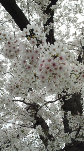 今年も見収めか…